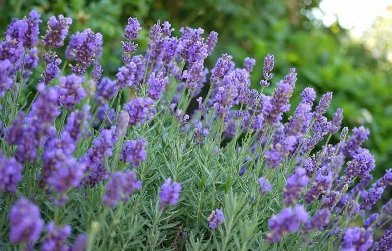 Phenomenal Lavender