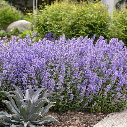 Catmint