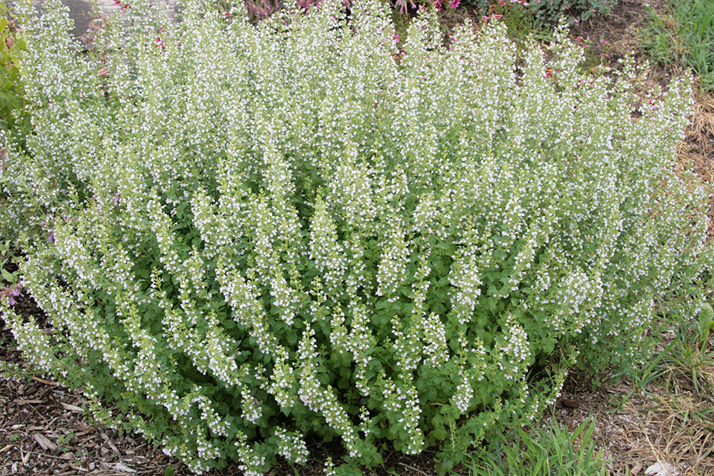 Calamint