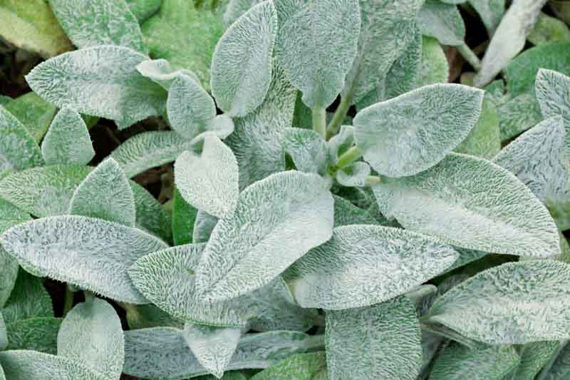 Lamb's Ears