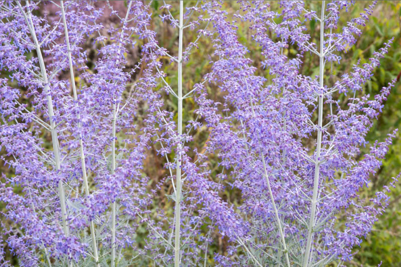 Russian Sage