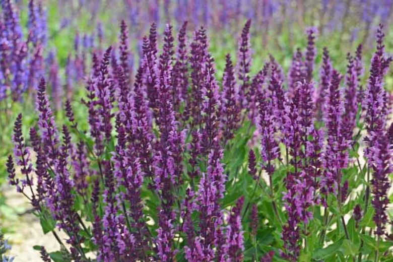 Meadow Sage — Bumbleberry