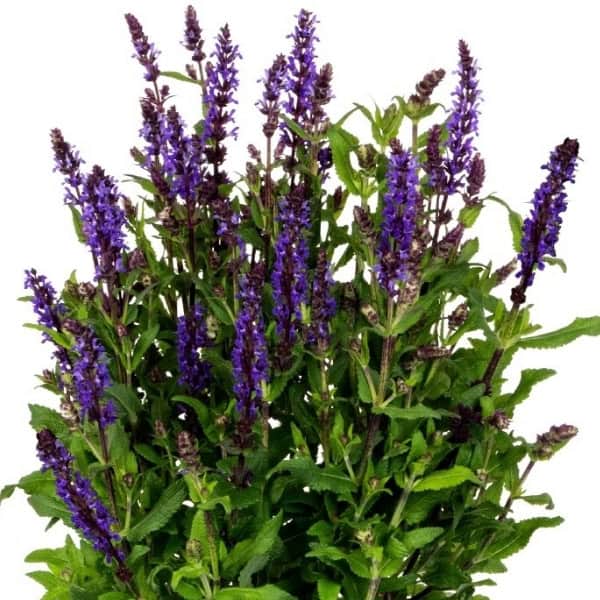 Meadow Sage — Noche