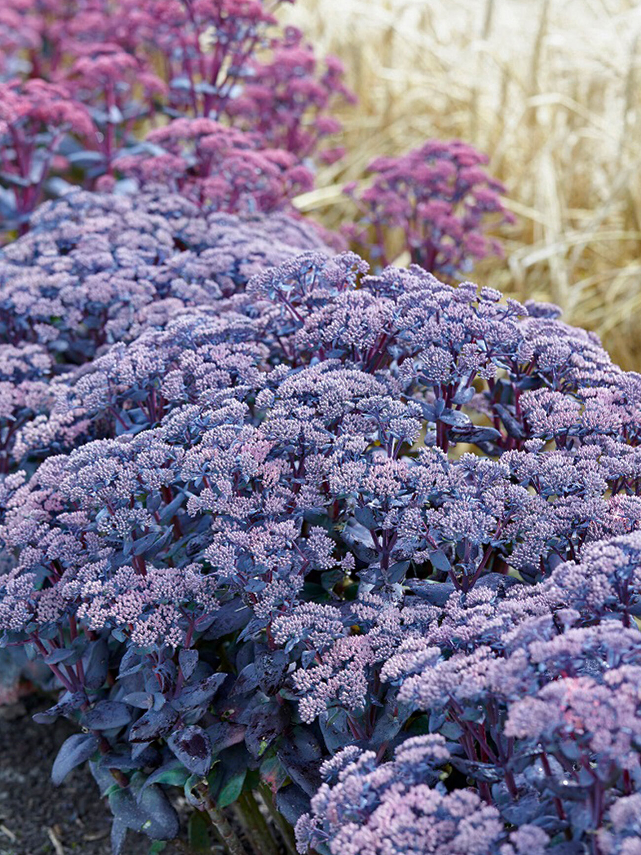 Mojave Jewels Sapphire Sedum