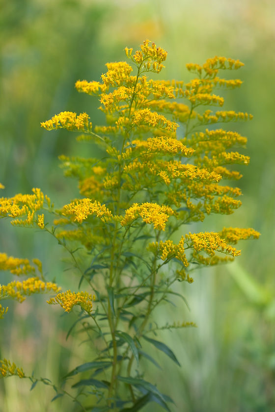 Sweet Goldenrod