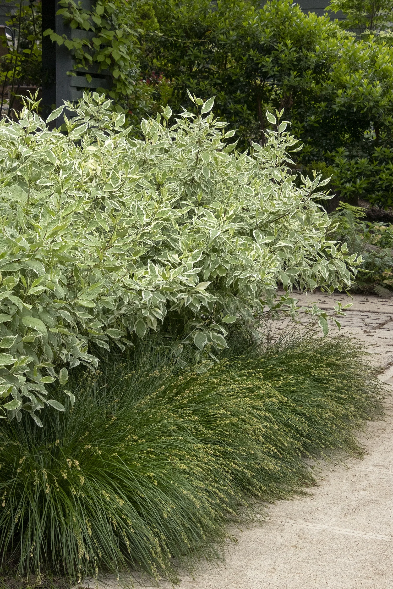Variegated Red Twig Dogwood