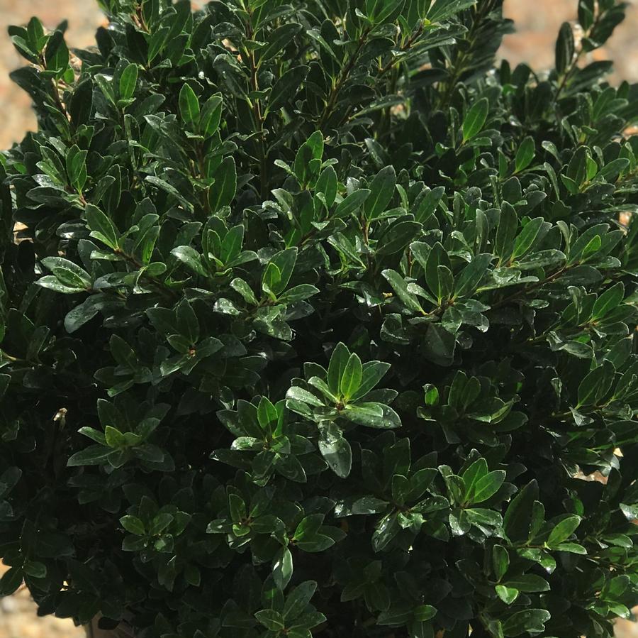 Japanese Holly