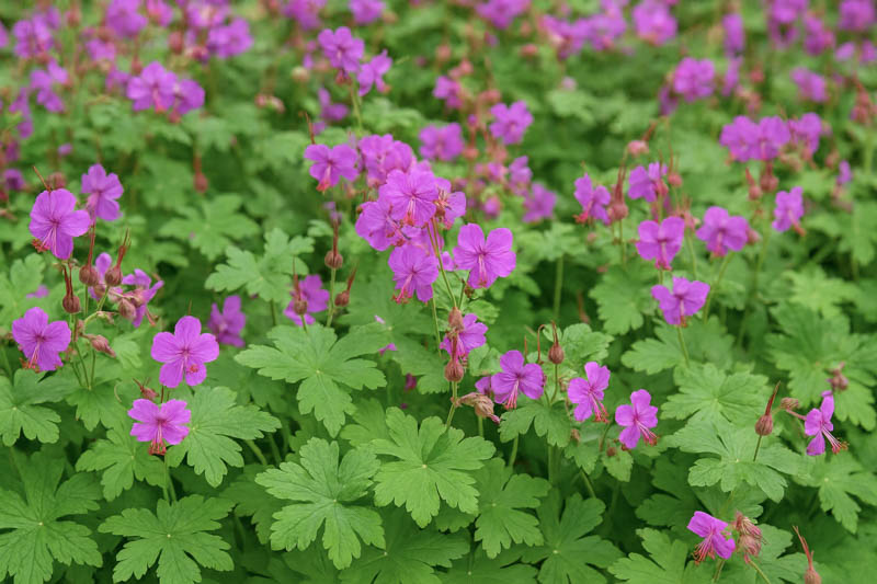 Cranesbill
