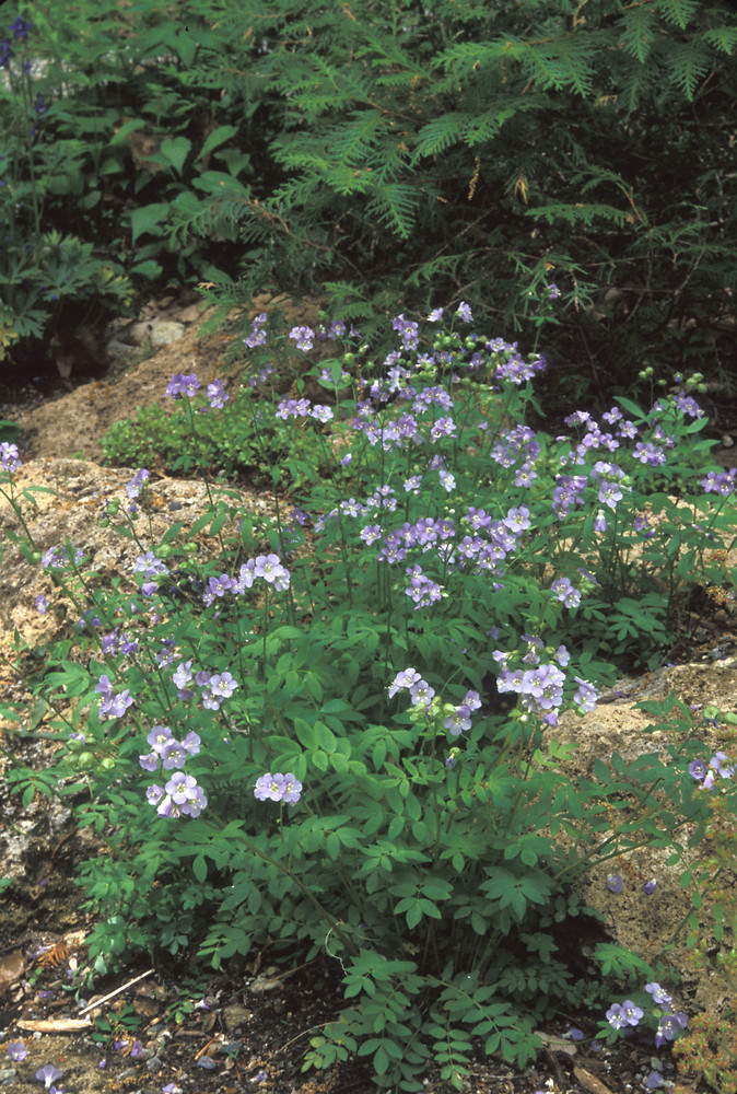 Spreading Jacob's Ladder