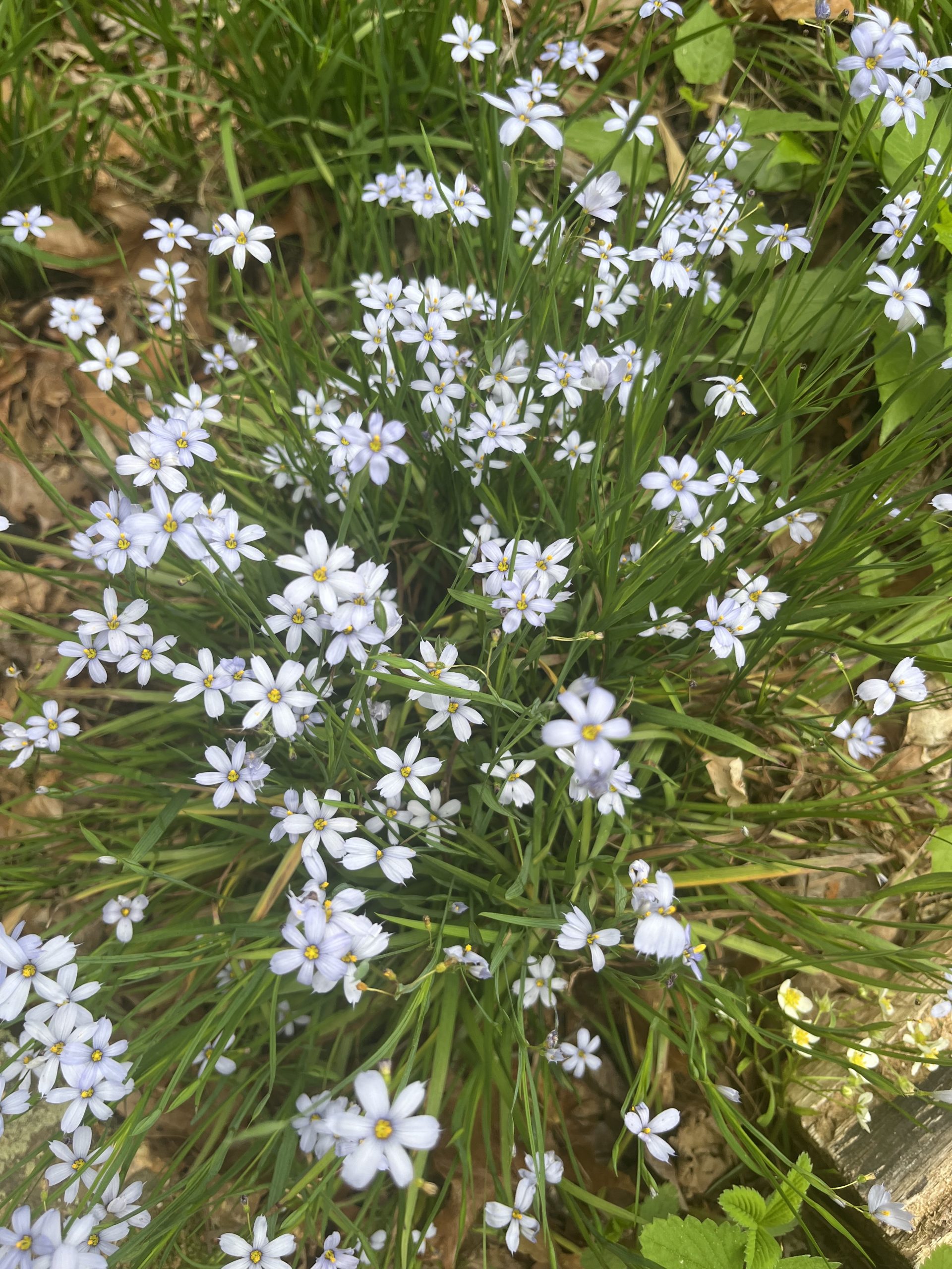 Suwannee Blue-Eyed Grass