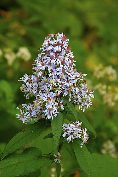 Blue Wood Aster / Heart-Leafed Aster