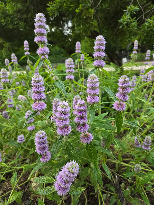 Downy Wood Mint