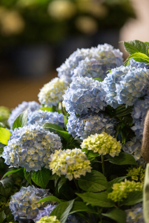 Endless Summer Hydrangea