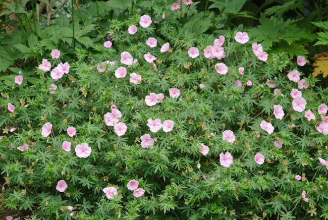 Cranesbill