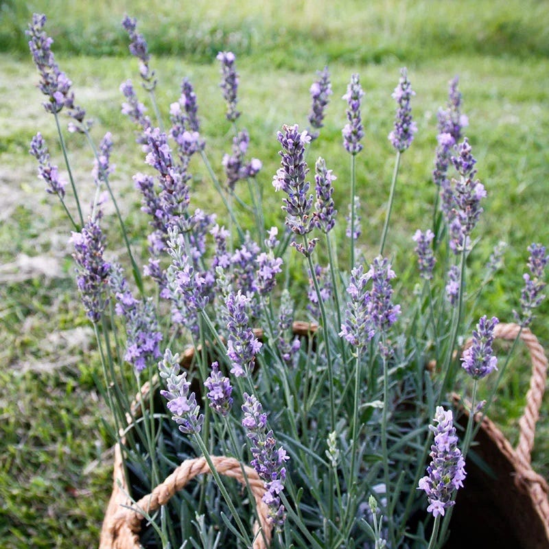Sensational Lavender