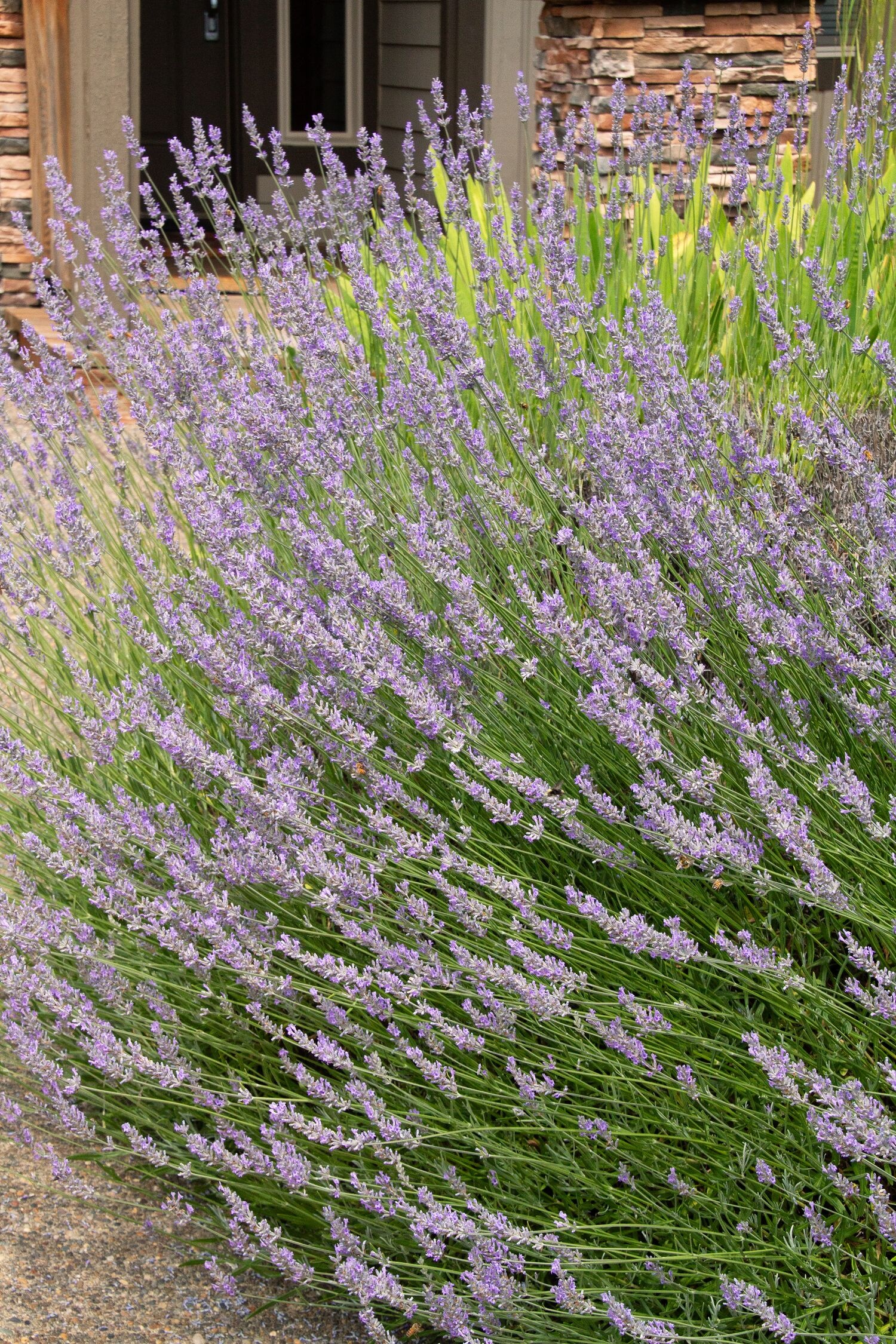 Provence French Lavender