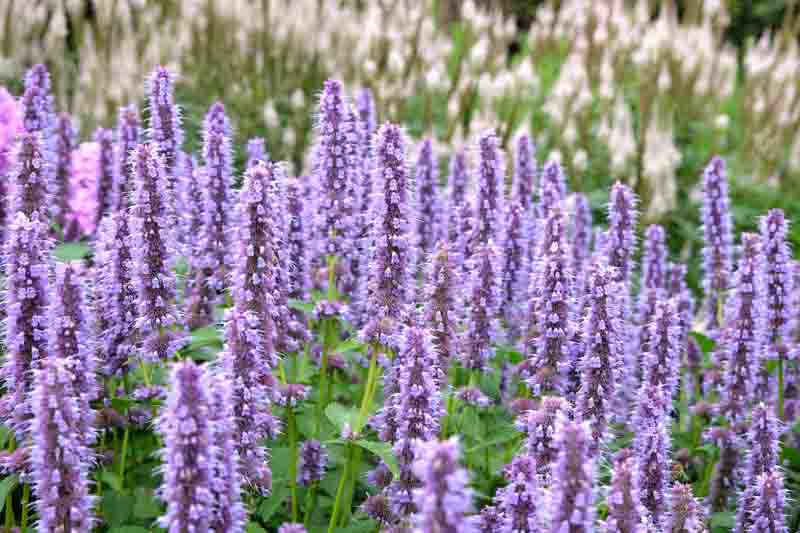 Anise Hyssop
