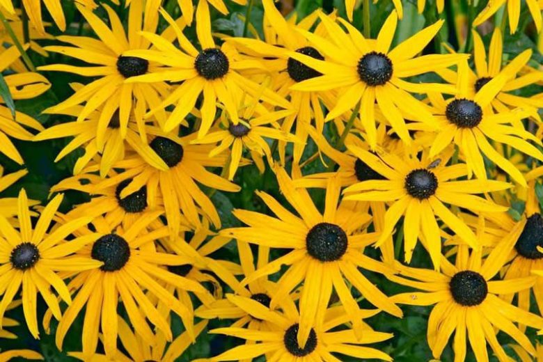 Black-Eyed Susan — Goldsturm