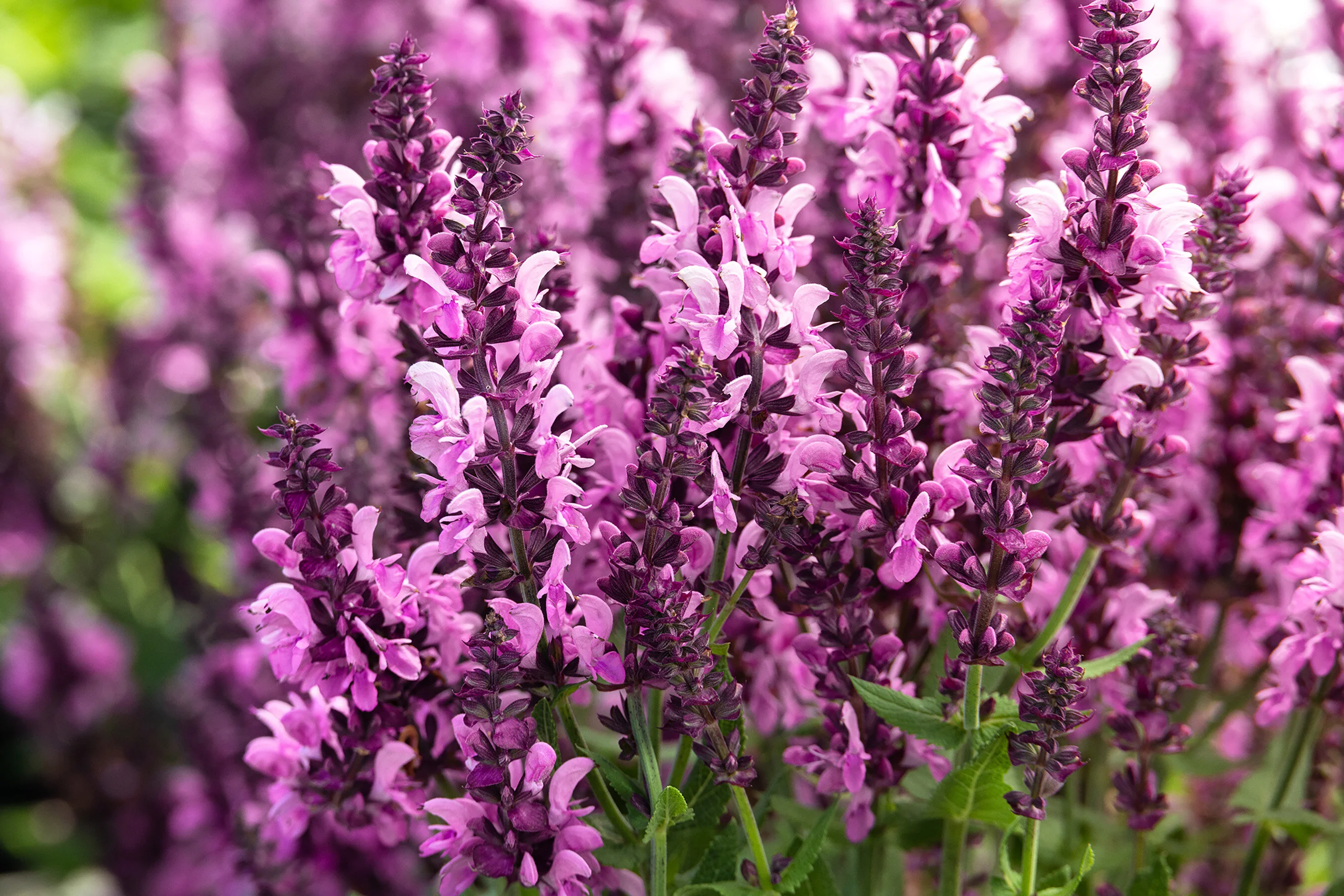 Meadow Sage — Pink Nebula