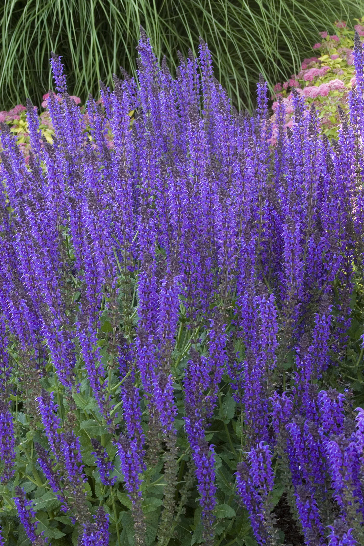 Meadow Sage — May Night